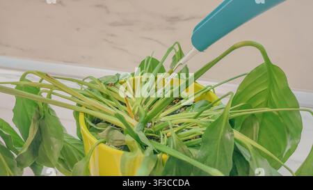 Nahaufnahme einer Gießkanne, die Flüssigkeit auf eine schlaffe Spathiphyllum-Zimmerpflanze in einem gelben Topf gießt, als Konzept für die Wiederherstellung von indoor-Blumen bei Trockenstress Stockfoto