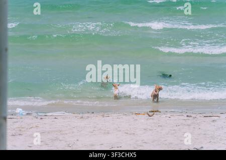 Zwei Hunde spielen in den Meereswellen Stockfoto