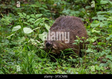 Erwachener Eurasischer Biber, Castor fiber, an einem Fluss in München, Bayern, in Deutschland, Europa Stockfoto