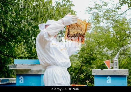 Imker in weißem Schutzanzug halten Bienen und Bienenwachs in einem Holzrahmen Stockfoto