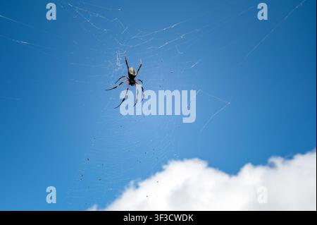 Nephila-Spinne (oder Bibe) in ihrem Netz vor blauem Himmel, La Réunion, Frankreich Stockfoto