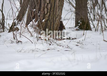 Baumstammtextur an einem schneebedeckten Tag Stockfoto