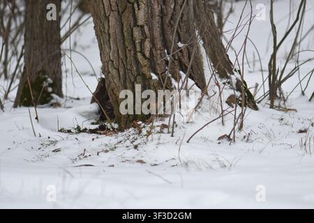 Baumstammtextur an einem schneebedeckten Tag Stockfoto