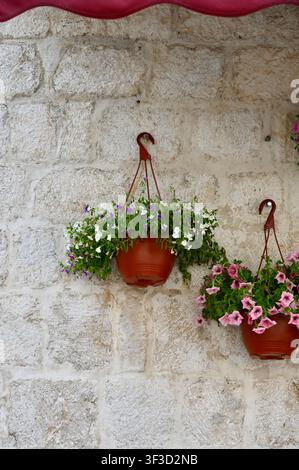 Schöne hängende Blumentöpfe gefüllt mit blühenden rosa, weißen und lila Petunien, die an einer Vintage-hellen Steinmauer in einem mediterranen Straßendekor-Stil befestigt sind. Stockfoto