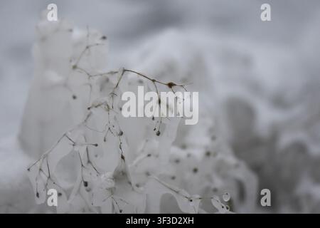 Eiszapfen an den Wasserpflanzen an einem schneebedeckten Wintertag, Nahaufnahme Stockfoto