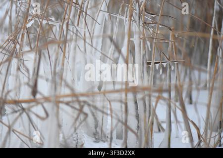 Eiszapfen an den Wasserpflanzen an einem schneebedeckten Wintertag, Nahaufnahme Stockfoto