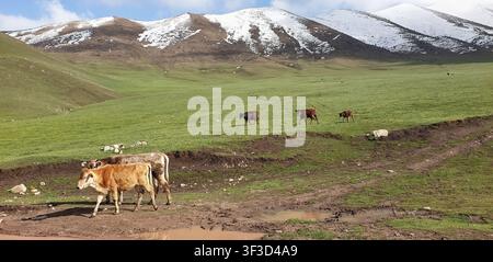 Rinder, die auf einer grünen Hochlandweide unter schneebedeckten Bergen grasen, ländliche Viehwirtschaft in einer zentralasiatischen Landschaft. Kirgisistan Stockfoto