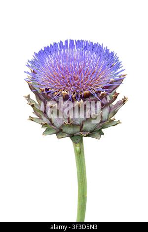 Cynara cardunculus eine sommerherbstblühende Pflanze mit einer lila distelähnlichen Sommerblüte, allgemein bekannt als Kardone oder Kugelartischocke, geschnitten Stockfoto