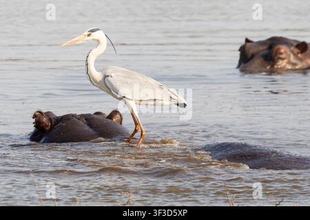 Grauer Reiher (Ardea cinerea) beim Fischen am Rücken eines Flusspferdes, Sunset Dam, Kruger-Nationalpark, Südafrika, Vogelverhalten Stockfoto
