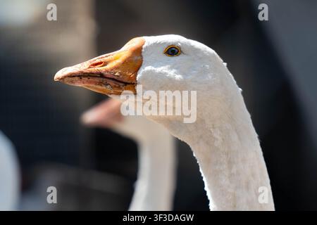 Nahaufnahmeporträt einer weißen Gans mit orangefarbenem Schnabel und detailliertem Gefieder, von natürlichem Sonnenlicht beleuchtet vor einem sanft verschwommenen Bauernhofhintergrund Stockfoto