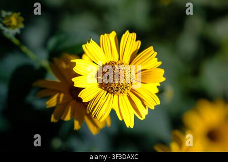 Gelbe Blume blüht im warmen Sonnenlicht mit detaillierten Blütenblättern und weichem dunkelgrünem Hintergrund, der verschwommen ist und ein lebendiges botanisches Bild für Gartenarbeit und Natur erzeugt Stockfoto