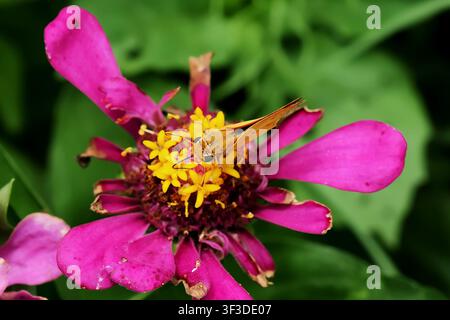 Feuriger Skipperfalter, der Nektar auf einer Zinnienblüte sammelt Stockfoto