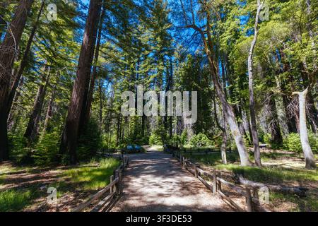 Pittoresker Wanderweg, der sich durch hoch aufragende Küsten-Rotbuchen im Big Basin Redwoods State Park schlängelt Stockfoto