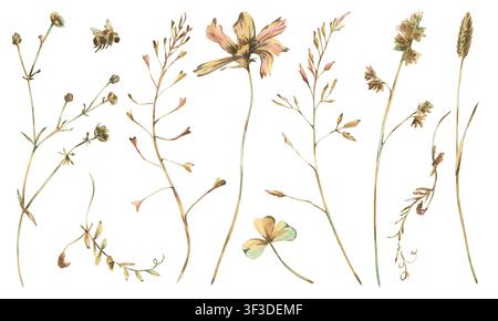 Aquarellsammlung von Wildblumen und Kräutern der Wiese in Pastelltönen. Handgezeichnete botanische Illustration von Feldpflanzen und einer Biene für Grußkarten oder Stockfoto