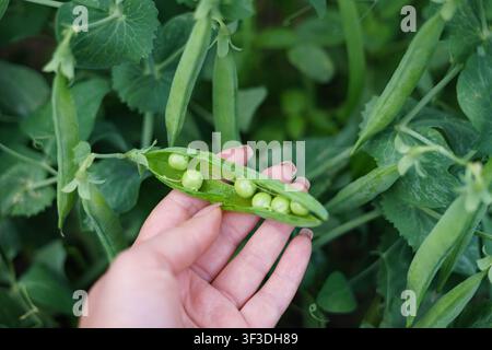 Hand hält eine geöffnete grüne Erbsenschote mit frischen reifen Erbsen, die während der Sommerernte in einem heimischen Gemüsegarten wachsen. Stockfoto