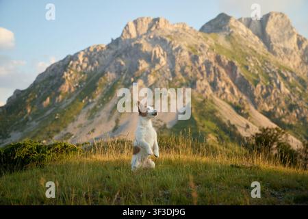 Ein Jack Russell Terrier steht aufmerksam in einem grünen Feld mit hohen felsigen Klippen im Hintergrund. Die Szene fängt einen scharfen kinematografischen Videostill ein. Stockfoto