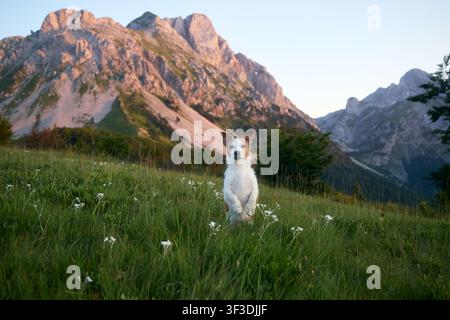 Der Hund sitzt ruhig im hohen Gras, das mit kleinen weißen Blüten übersät ist. Hinter ihm spiegeln sich die Berggipfel im sanften Licht des Abendhimmels wider. Stockfoto