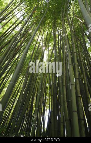 Durch ein üppiges Bambusdach in einen Wald hinaufschauen, mit Sonnenlicht Stockfoto