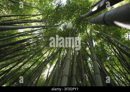 Durch ein üppiges Bambusdach in einen Wald hinaufschauen, mit Sonnenlicht Stockfoto