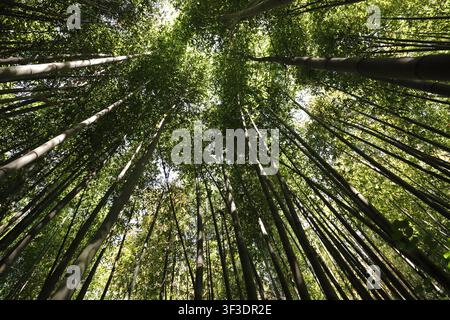 Durch ein üppiges Bambusdach in einen Wald hinaufschauen, mit Sonnenlicht Stockfoto