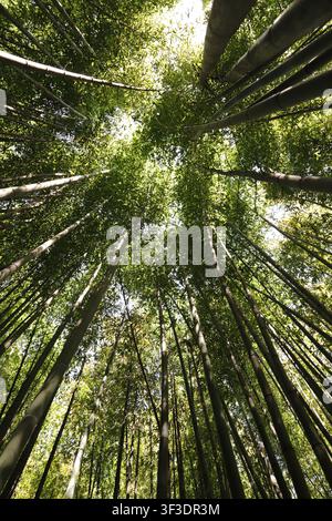 Durch ein üppiges Bambusdach in einen Wald hinaufschauen, mit Sonnenlicht Stockfoto