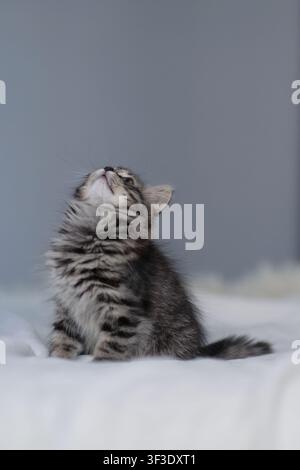 Neugieriges Tabby-Kätzchen schaut nach oben mit Kopierraum Stockfoto