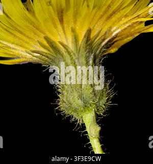 Blütenkopf der ausdauernden oder Ackerdistel (Sonchus arvensis) Makro-Seitenansicht einer einzelnen gelben Blüte mit Detail des Kelches, Drüsenhaare auf Schwarz Stockfoto