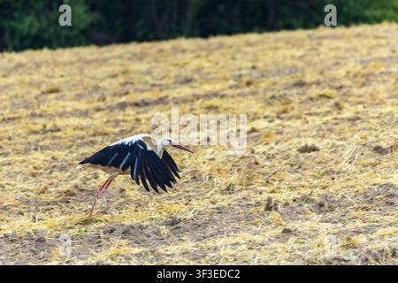 Weißer Storch landet mit ausgebreiteten Flügeln auf einem abgeernteten Agrarfeld Stockfoto