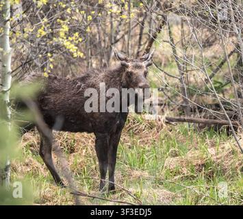 Junger Shiras-Elch (Alces alces shirasi) mit Samthörnern steht in einer Sumpfwiese, Rocky Mountain Nationalpark, Colorado, USA, im frühen Frühling Stockfoto