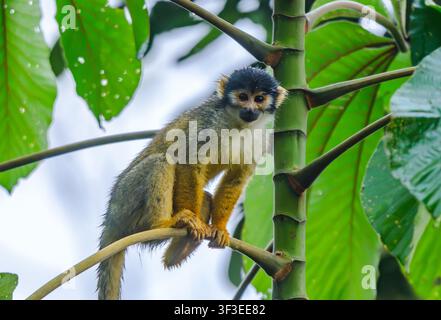 Ein wilder Schwarzkappen-Saimiri Saimiri boliviensis, der auf einem Ast sitzt. Acre, Brasilien. Stockfoto