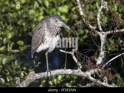 Junger gelbscheiteliger Nachtreiher (Nyctanassa violacea) sitzt auf einem Bein auf einem Ast über dunklem Wasser in einem Sumpf im Brazos Bend State Park, Texas Stockfoto