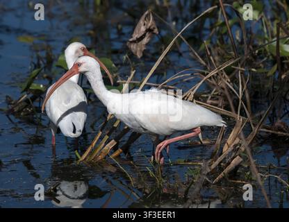Zwei weiße Ibisse (Eudocimus albus) mit gebogenen roten Schnäbeln suchen gemeinsam in flachem Wasser zwischen getrockneten Schilfrohren im Brazos Bend State Park, Texas, USA Stockfoto