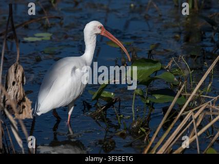 Weißer Ibiss (Eudocimus albus) mit gebogenem orangefarbenem Schnabel watet durch flaches Wasser zwischen Seerosenblättern und getrockneten Schilfhalmen im Brazos Bend State Park, Texas, USA Stockfoto