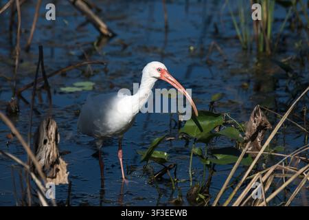 Weißer Ibis (Eudocimus albus) mit gebogenem orangefarbenem Schnabel steht in dunklem stehenden Wasser nahe Treibholz und Schilf im Brazos Bend State Park, Texas, USA Stockfoto