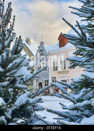 Tallinn, Estland – 5. Januar 2025: Schneebedeckte Gebäude der Altstadt, eingerahmt von schneebedeckten Kiefernzweigen an einem Wintermorgen. Stockfoto