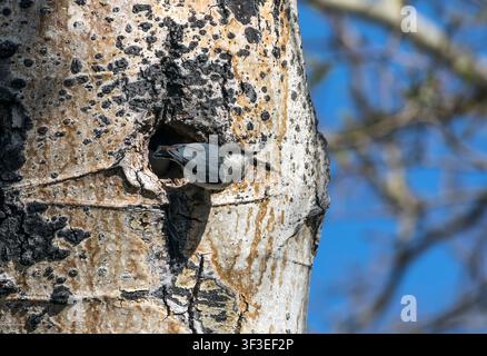 Zwerghäher (Sitta pygmaea) Jungvogel schaut aus einer Nistöhle in einem Espenstamm, bereit zum Fliegen, Rocky Mountain National Park, Colorado, USA Stockfoto