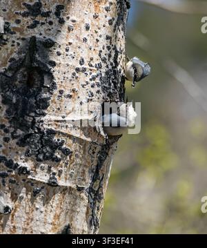 Zwerghäher (Sitta pygmaea) Eltern füttern Jungvogel in einer Espenhöhle im Frühling, Rocky Mountain National Park, Colorado, USA Stockfoto