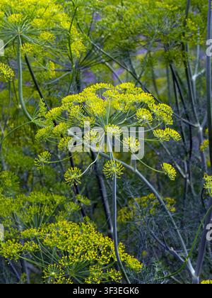 Foeniculum vulgare - Fenchel Juli Sommer Stockfoto