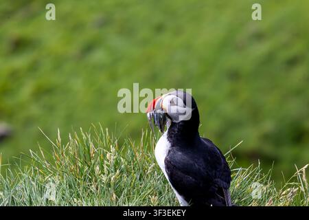 Atlantik-Murmeltier (Fratercula arctica) steht auf einer üppigen grünen Klippenkante mit Blick auf den Ozean auf den Färöer-Inseln Stockfoto