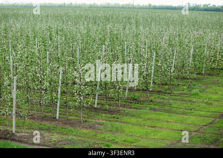 Fruchtgarten mit blühenden Bäumen in der Frühlingssaison, Agrarlandschaft Stockfoto