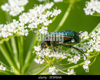 Cetonia aurata, bekannt als Rosenkäfer, europäischer Rosenkäfer oder grüner Rosenkäfer, der an Blumen nährt. Stockfoto