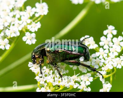 Cetonia aurata, bekannt als Rosenkäfer, europäischer Rosenkäfer oder grüner Rosenkäfer, der an Blumen nährt. Stockfoto