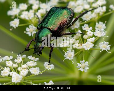 Cetonia aurata, bekannt als Rosenkäfer, europäischer Rosenkäfer oder grüner Rosenkäfer, der an Blumen nährt. Stockfoto