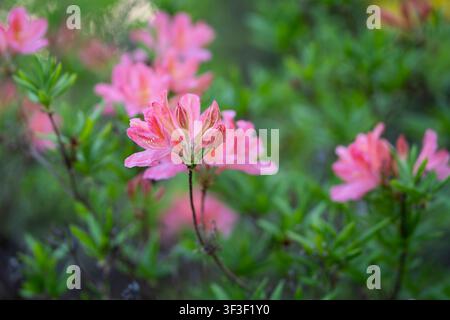Rhododendron japonicum (A.Gray) Suringar mit zarten rosa-koralblüten und sich öffnenden Blütenknospen. Nahaufnahme von japanischer Azalee, die in einem Garten blüht. Stockfoto