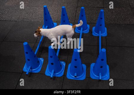 Ein Jack Russell Terrier springt während einer Agilitätsstunde über Hindernisse. Stockfoto