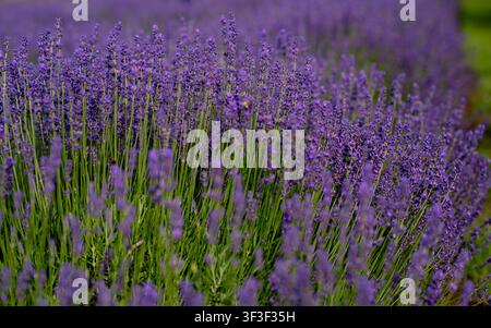Nahaufnahme von blühenden Lavendelblüten auf einem sonnigen Feld als natürlicher floraler Hintergrund. Stockfoto
