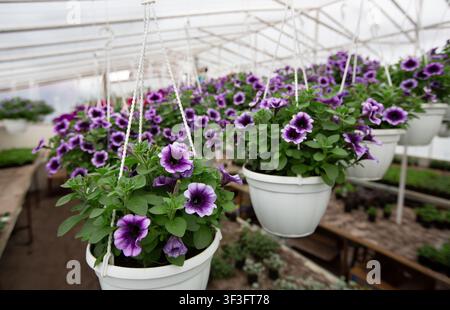 Blühende Pflanzen im Gewächshaus zum Verkauf, botanische Industrie Stockfoto