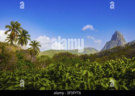 Blick vom Jaden Hotel auf den Gipfel des Petite Piton, Soufriere, Saint Lucia, Kleinere Antillen, Westindien, Karibik Stockfoto