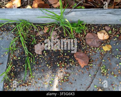 Lange grüne Grashalme und breite trockene abgefallene Blätter wachsen neben einem dicken Holzbordbrett, das auf einem mit Beeren bedeckten Betonboden ruht. Stockfoto