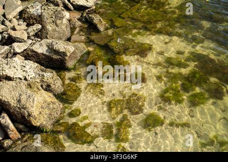 Mehrere große, raue Steinblöcke, die mit leuchtend grünen Algen bedeckt sind, liegen teilweise in klarem flachem Wasser entlang einer sonnigen Küstenlandschaft an der freien Natur. Stockfoto